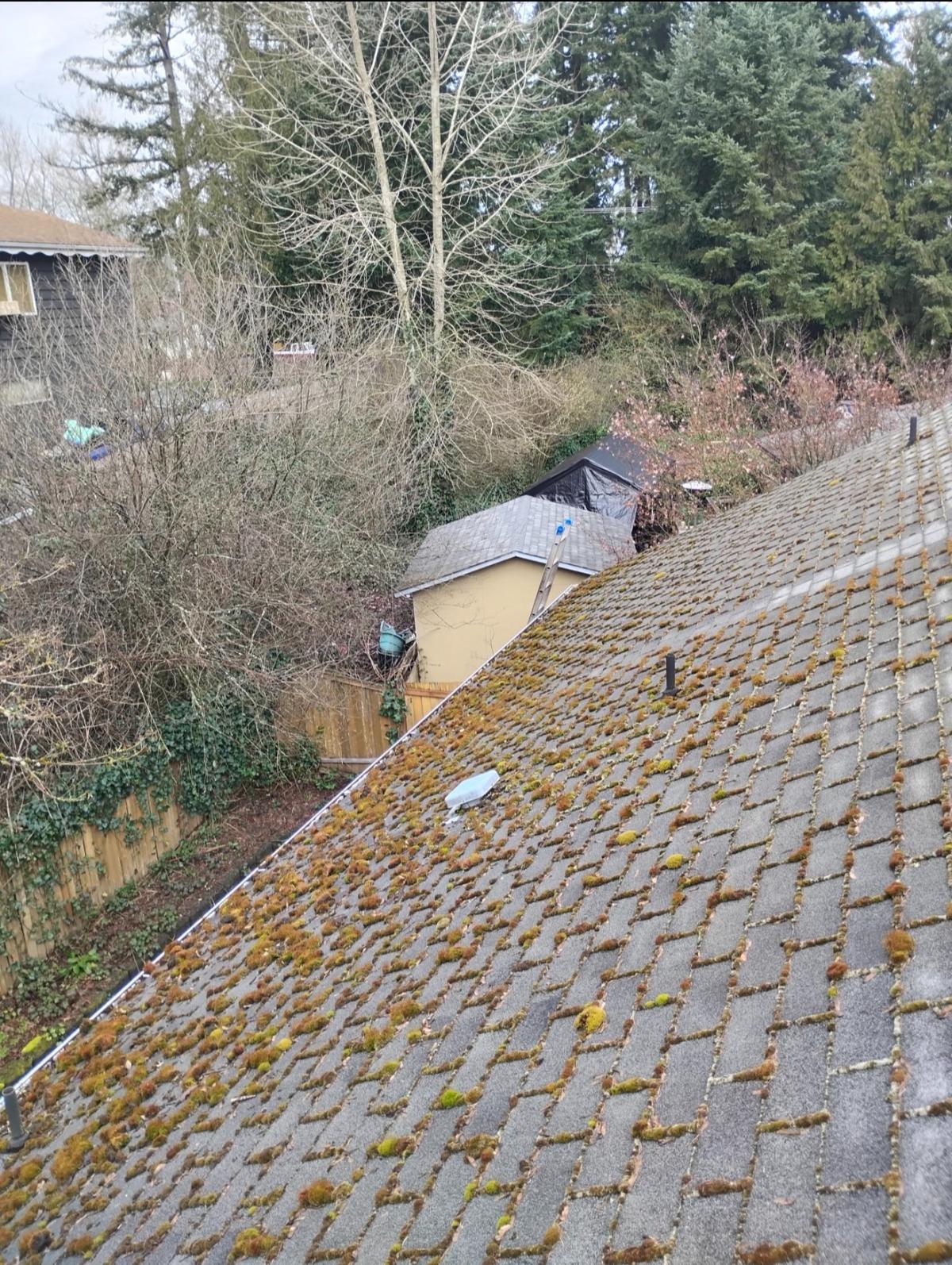 Roof covered in moss before cleaning