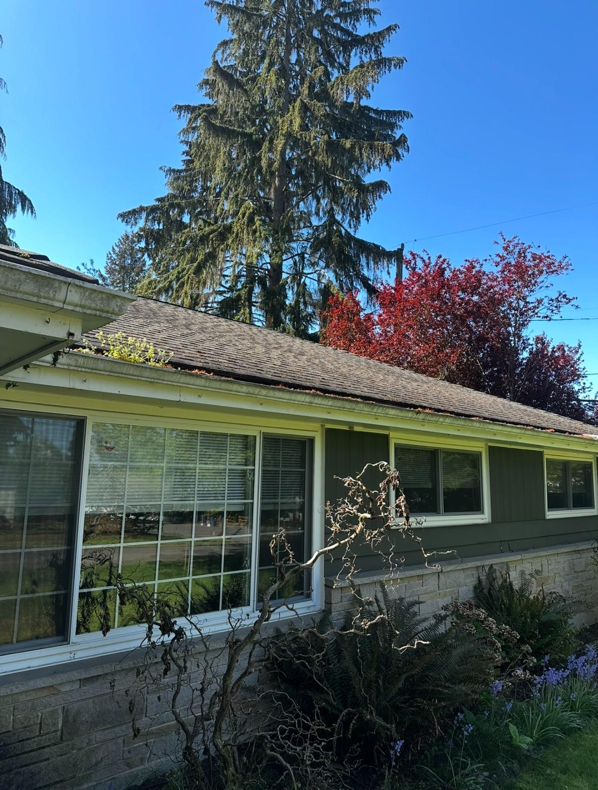 House with mossy roof before cleaning