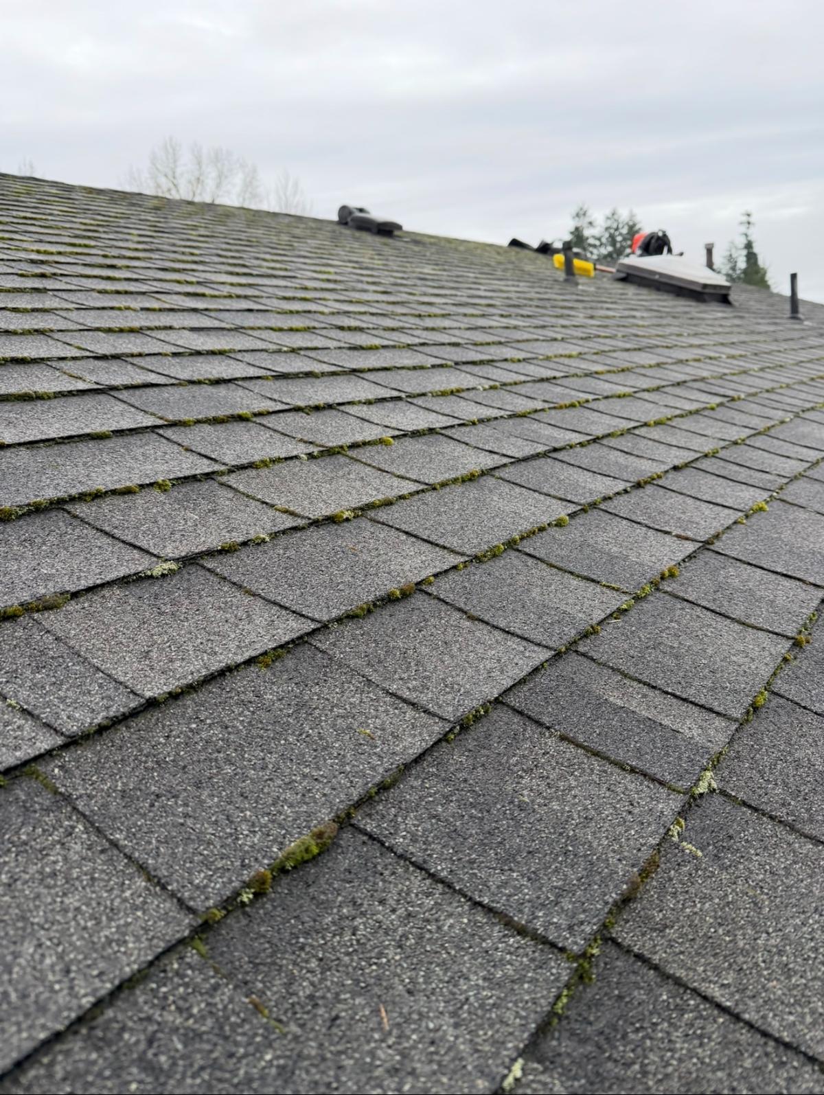 Shingles with moss growing between them